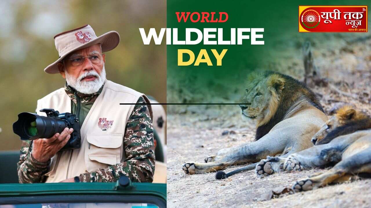 Sunrise, photography and lions: How PM Modi celebrated World Wildlife Day at Gujarat's Gir National Park